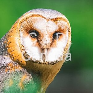 Wildlife Stock Art 1