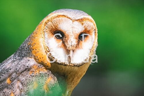 Wildlife Stock Art 1