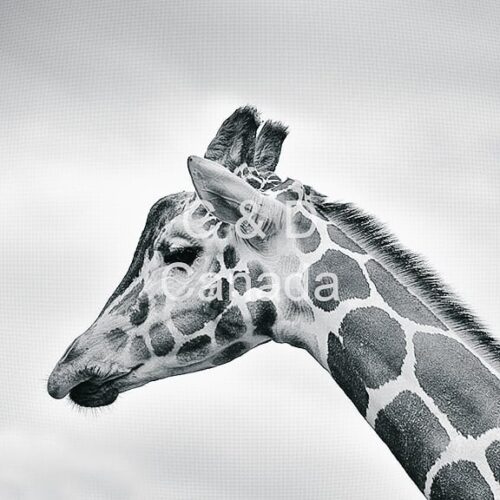 Wildlife Stock Art 11