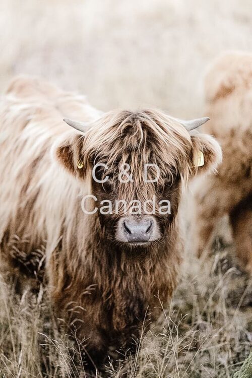 Wildlife Stock Art 13