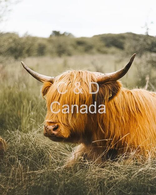 Wildlife Stock Art 19