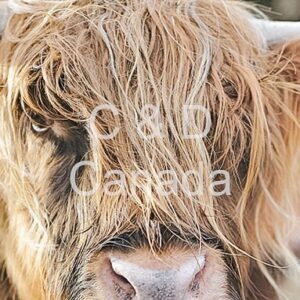 Wildlife Stock Art 21