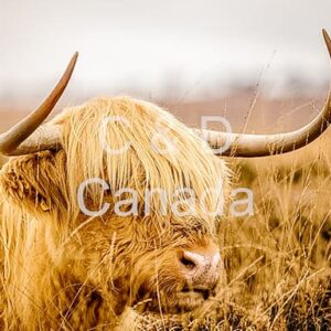 Wildlife Stock Art 22