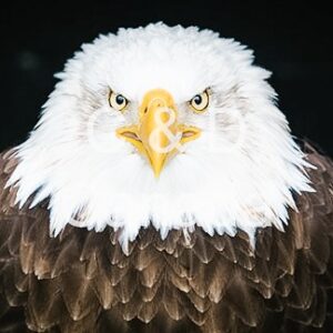 Wildlife Stock Art 24