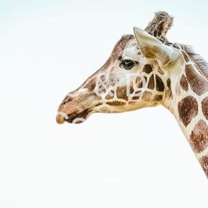 Wildlife Stock Art 26