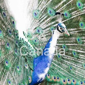 Wildlife Stock Art 3