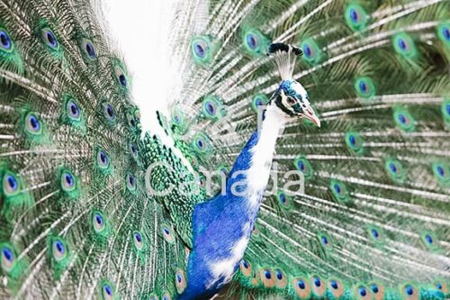 Wildlife Stock Art 3