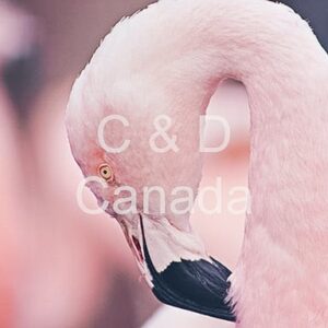 Wildlife Stock Art 34