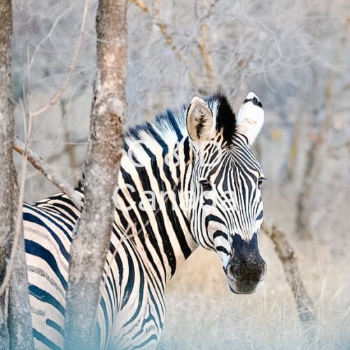 Wildlife Stock Art 37