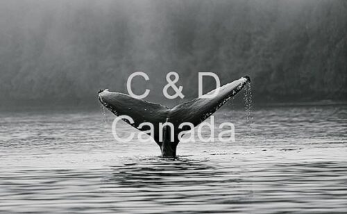 Wildlife Stock Art 38