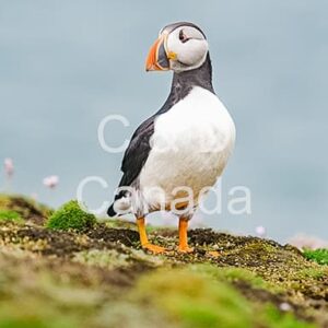 Wildlife Stock Art 39