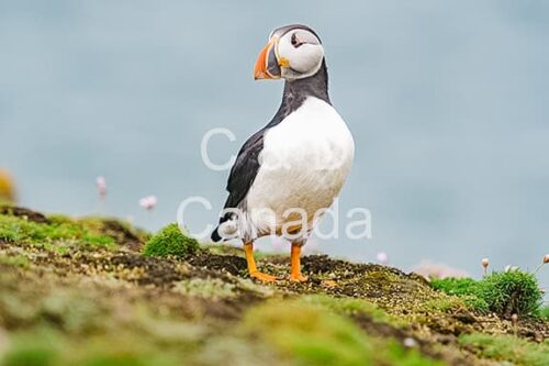 Wildlife Stock Art 39