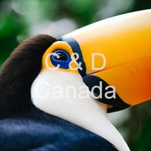 Wildlife Stock Art 4