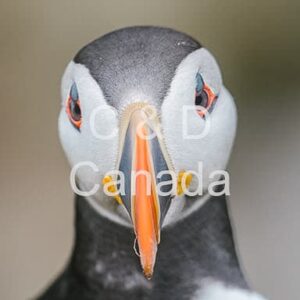 Wildlife Stock Art 40