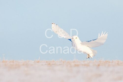 Wildlife Stock Art 5