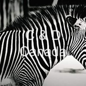 Wildlife Stock Art 6