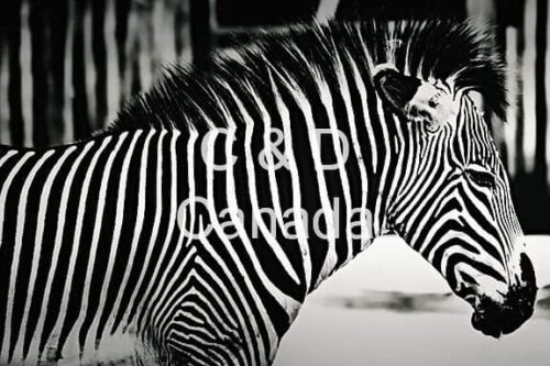 Wildlife Stock Art 6