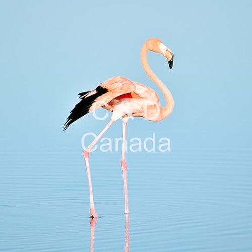 Wildlife Stock Art 7