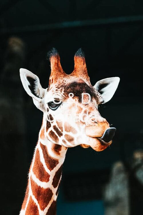 Wildlife Stock Art 8