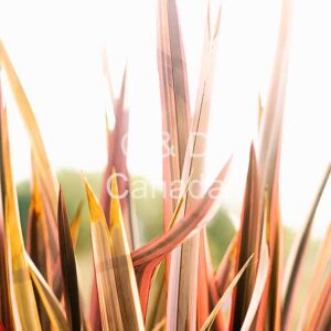 Flower Stock Art 10