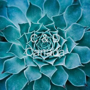 Flower Stock Art 14