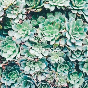 Flower Stock Art 15
