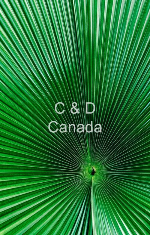 Flower Stock Art 23