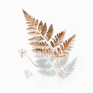 Flower Stock Art 24