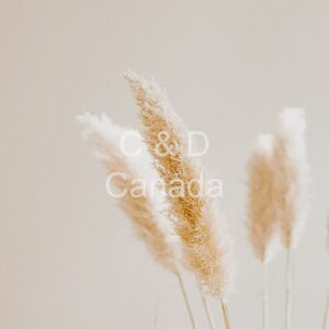 Flower Stock Art 25