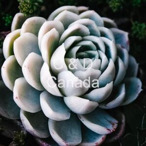 Flower Stock Art 27
