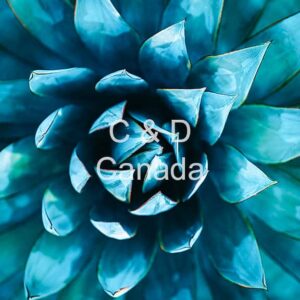 Flower Stock Art 28