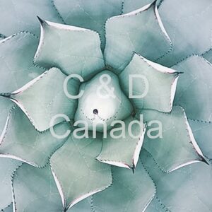 Flower Stock Art 3