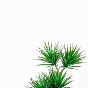 Flower Stock Art 38