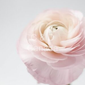 Flower Stock Art 8