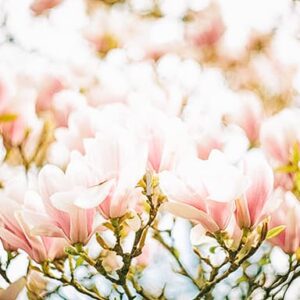 Flower Stock Art 9