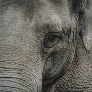 wildlife art stock wall art 10