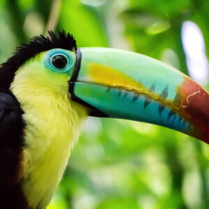 wildlife art stock wall art 15