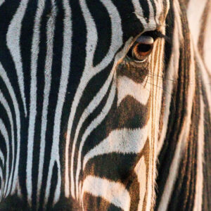 wildlife art stock wall art 17