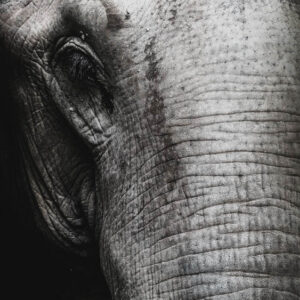 wildlife art stock wall art 18