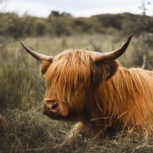 wildlife art stock wall art 19