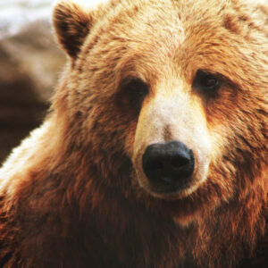 wildlife art stock wall art 2