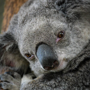 wildlife art stock wall art 20