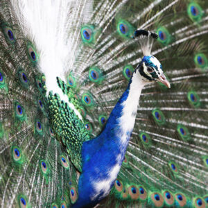 wildlife art stock wall art 3