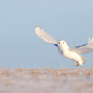 wildlife art stock wall art 5