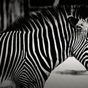 wildlife art stock wall art 6