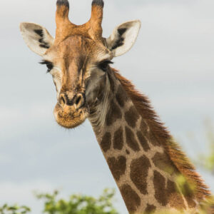 wildlife art stock wall art 9