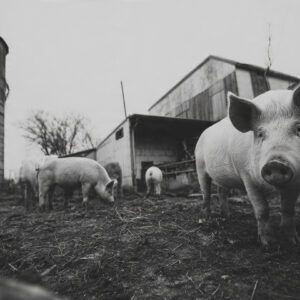 farm and countryside stock wall art 18