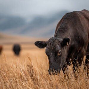farm and countryside stock wall art 22