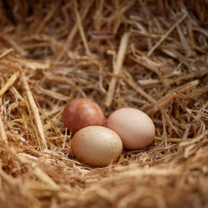 farm and countryside stock wall art 30