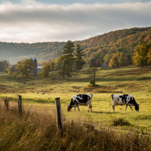 farm and countryside stock wall art 31